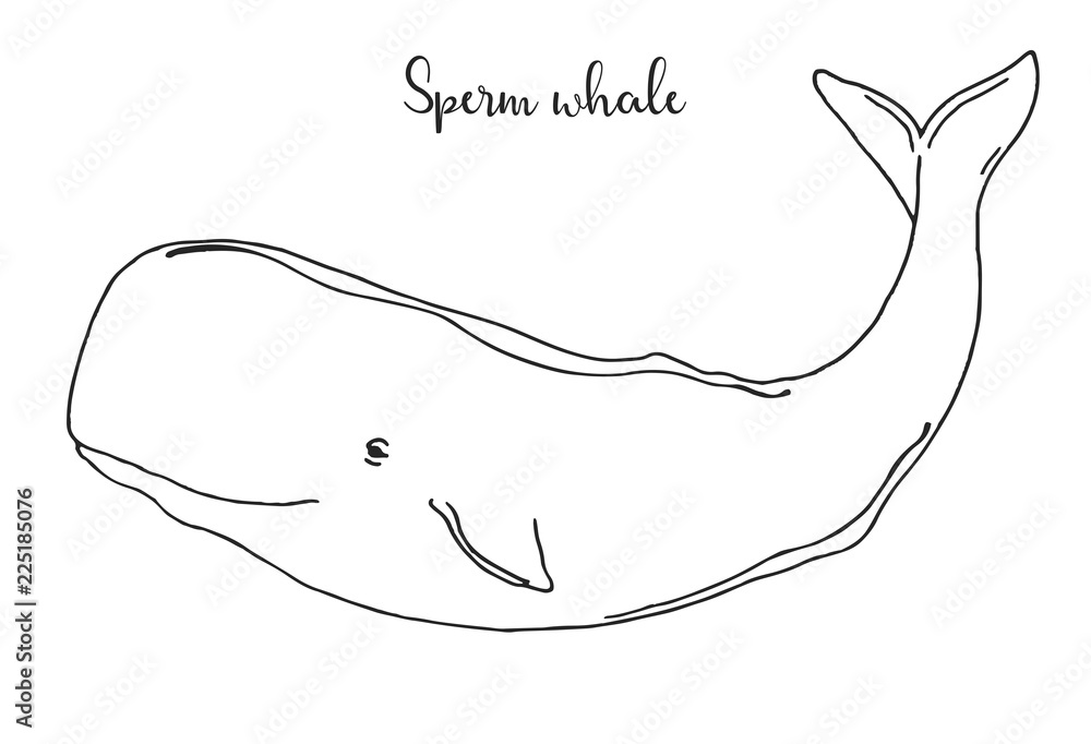Hand drawn sperm whale. Vector illustration in sketch style Hand drawn sperm whale. Vector illustration in sketch style