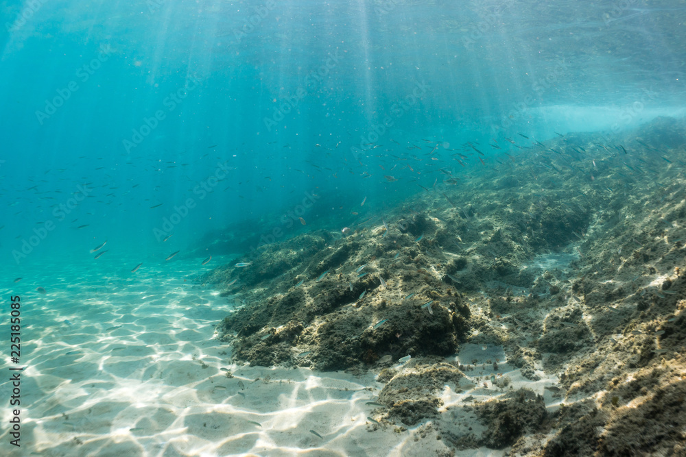 Beautiful underwater landscape with lots of small fish