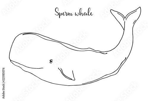 Hand drawn sperm whale. Vector illustration in sketch style photo