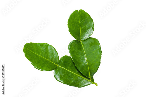 lime leaf isolated on white background
