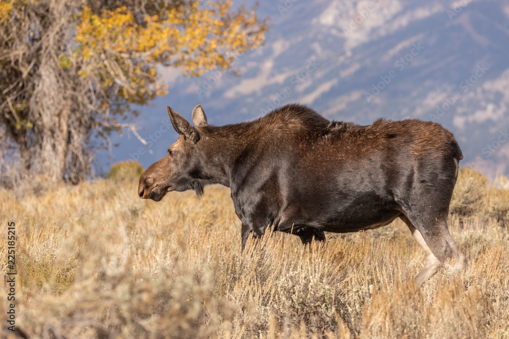 Fototapeta premium Cow Shiras Moose in Fall