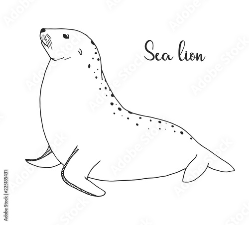Hand drawn sea lion. Vector illustration in sketch style