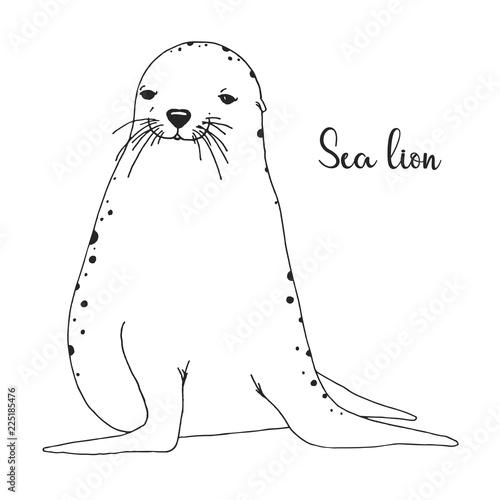 Hand drawn sea lion. Vector illustration in sketch style
