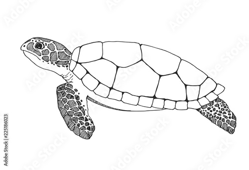 Sketch sea turtle isolated on white background. Vector illustration photo