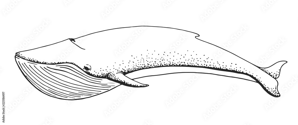 Fototapeta premium Sketch of a whale isolated on white background. Vector illustrat