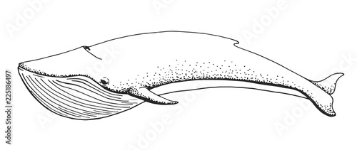 Sketch of a whale isolated on white background. Vector illustrat