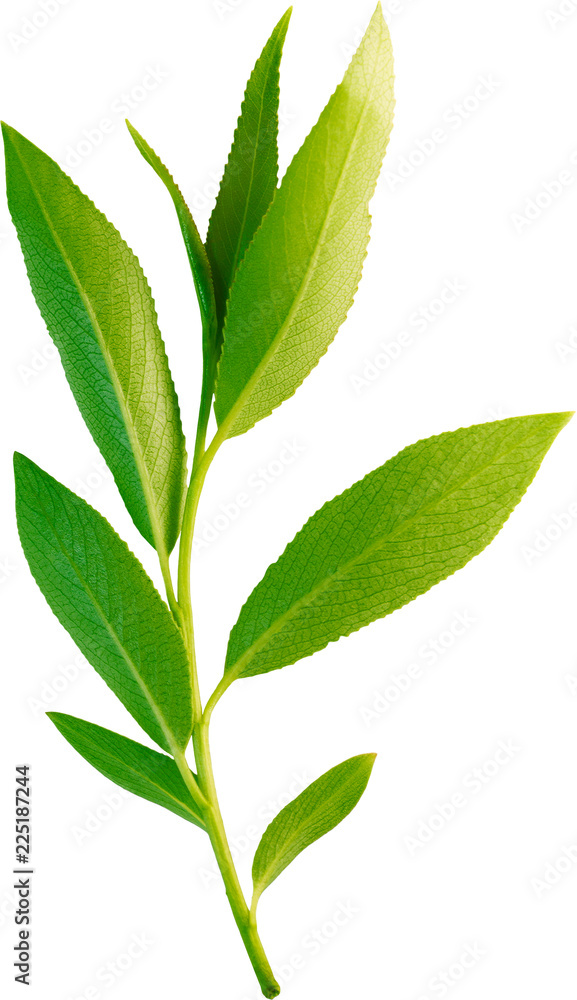 Green fresh branch of willow leaves view of the close-up macro Green fresh branch of willow leaves view of the close-up macro