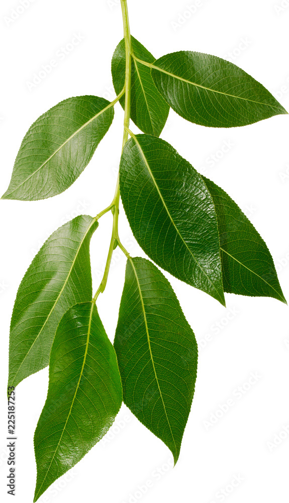 Green fresh branch of willow leaves view of the close-up macro Green fresh branch of willow leaves view of the close-up macro