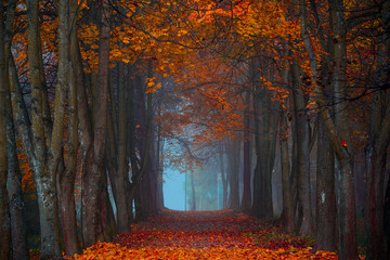 Autumn fall. Foggy morning in the maple forest. Vibrant colors