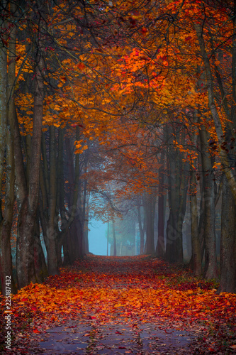 Autumn fall. Foggy morning in the maple forest. Vibrant colors