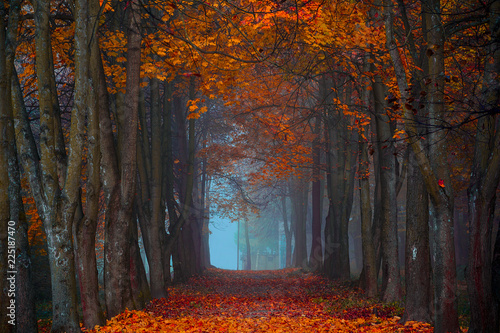 Fototapeta Naklejka Na Ścianę i Meble -  Autumn fall. Foggy morning in the maple forest. Vibrant colors