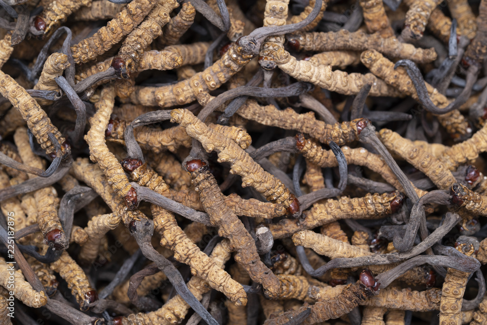 backgtound of cordycepsfor healthcare concept