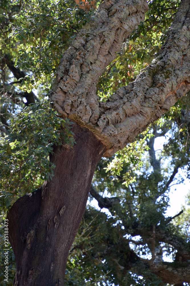 Obraz premium cork oak cultivation in italy, cork oak or quercus suber in sardinia in mediterranean