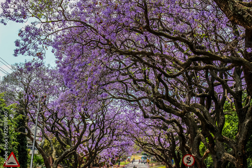 Wallpaper Mural Jacaranda Bloom in Pretoria South Africa Torontodigital.ca