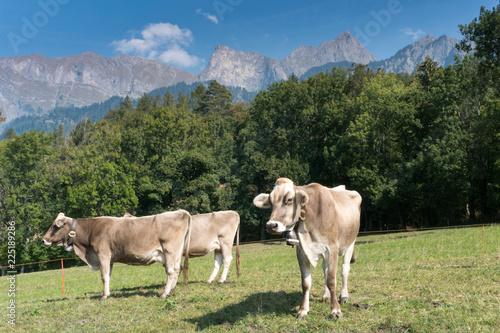 Swiss mountain landscape with cows grazing in the foreground © makasana photo