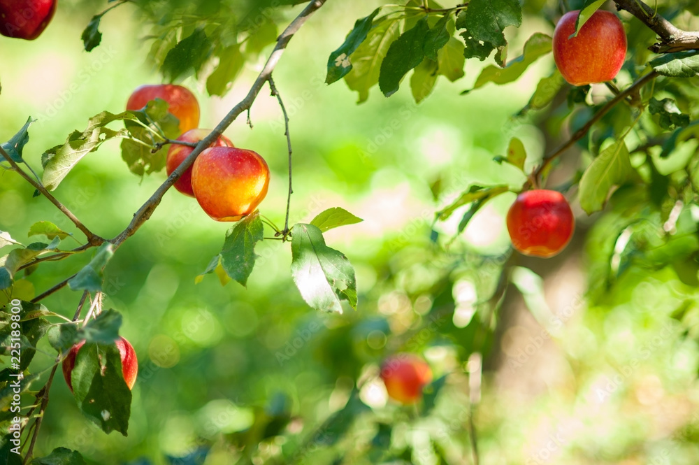 red apples on a tree in the garden. Apple harvest. Copy space Organic Apple in the Orchard. Harvest Concept