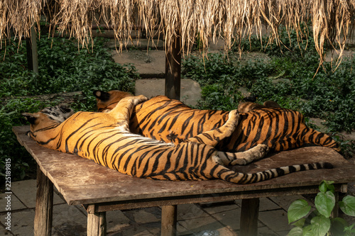 Fototapeta Naklejka Na Ścianę i Meble -  Two couple tigers sleeping. One hugs the other.