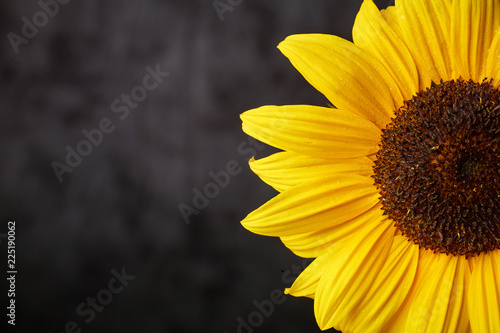 Sonnenblume im Anschnitt auf dunklem Fond photo