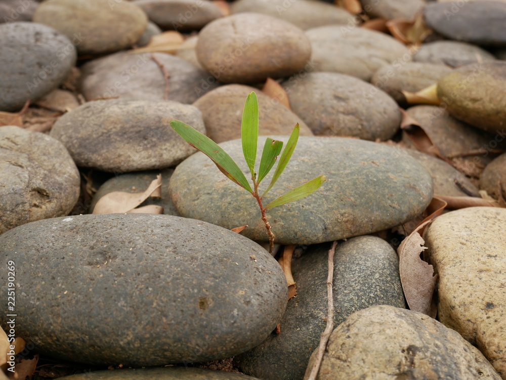 stones and leaves stones and leaves