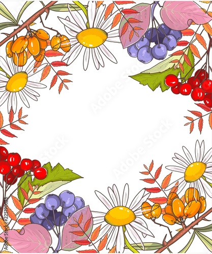 Autumn berries tea on white wooden background Rosehips Rowan hawthorn sea-buckthorn, black chokeberry Daisy Kalina