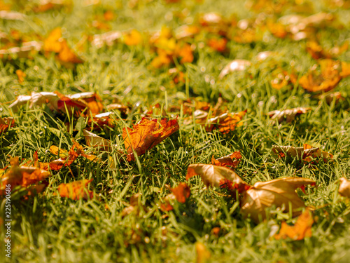 Autumn background in October and November of Golden leaves in the Park on the grass photo