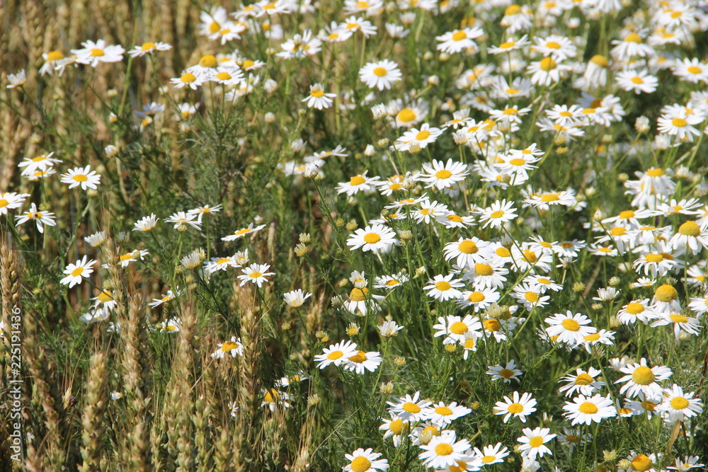 Camomile