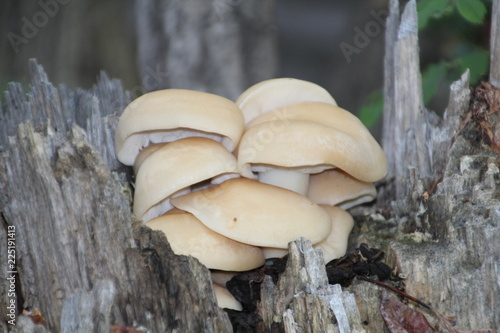 Mushrooms On A Tree Stump, Banff National Park, Alberta