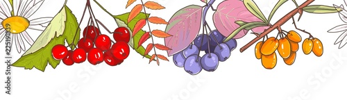Autumn berries tea on white wooden background Rosehips Rowan hawthorn sea-buckthorn, black chokeberry Daisy Kalina