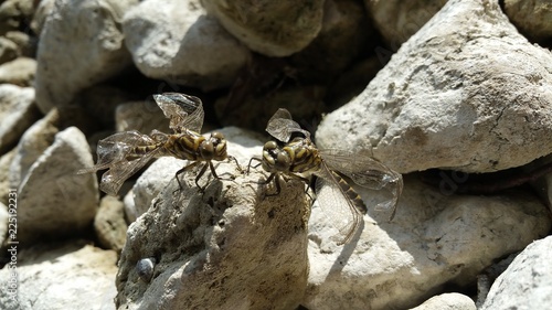 libellen mit verkrüppelten flügeln