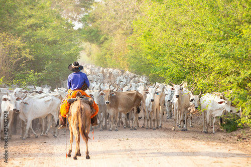 a herd of cattle driven by a Gaucho photo