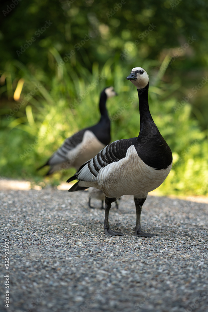 Beautiful wild goose in a nature park with his family. Beautiful wild goose in a nature park with his family.