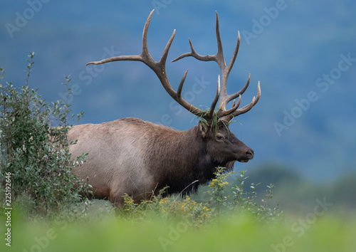 Bull Elk in Pennsylvania 