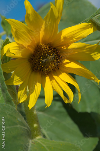 Fototapeta Naklejka Na Ścianę i Meble -  Słonecznik i pszczoła