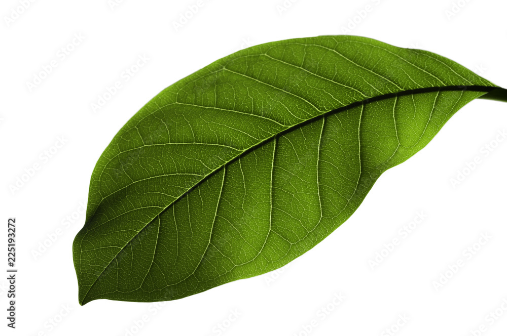 Obraz premium Green leaf on white background