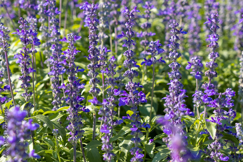 closeup beautiful fernleaf lavender flower