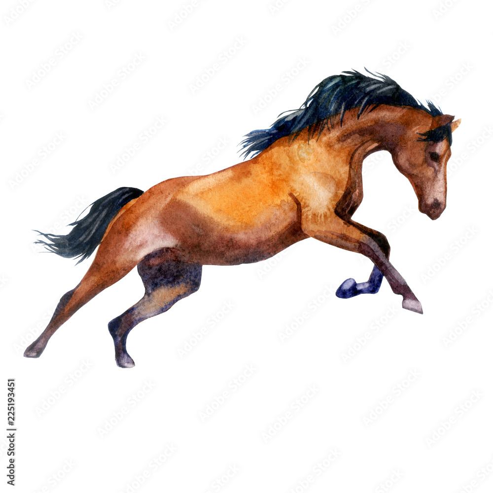 Obraz Akwarela ilustracja. Galopujący koń. Koń w ruchu.