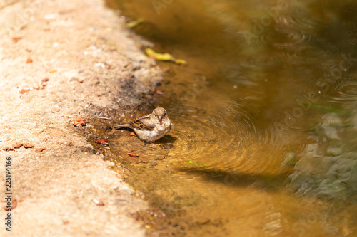 Sparrow basking in the water on a sunny day