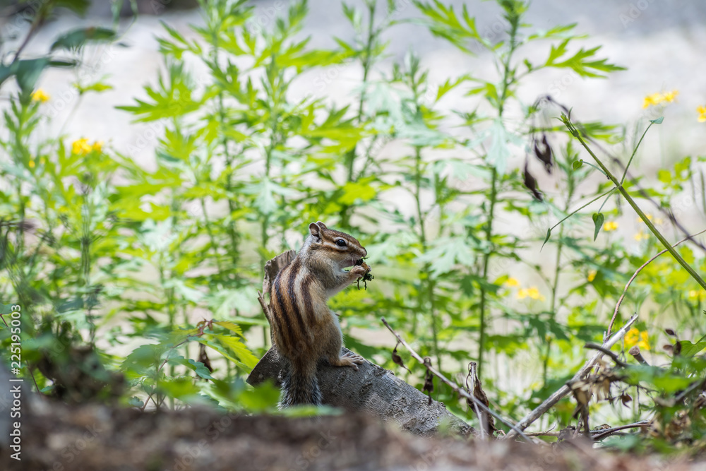 Obraz premium A cute chipmunk got something to eat