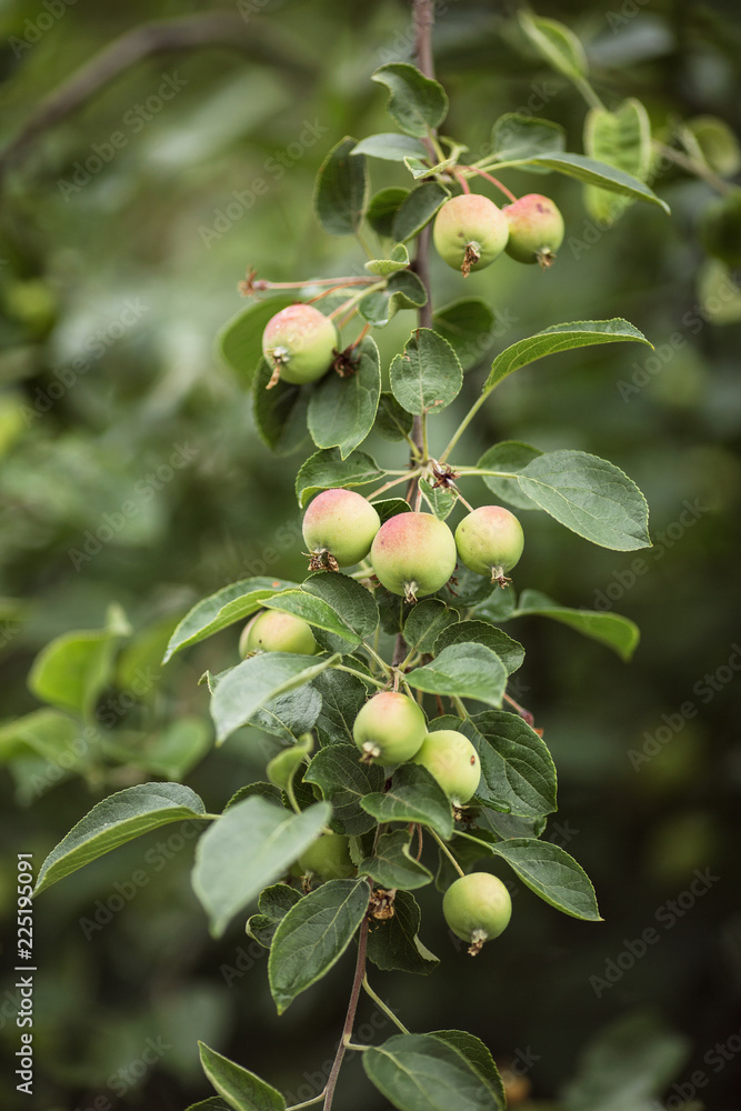 green apples on the tree