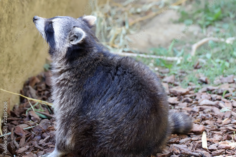 Fototapeta premium Raton laveur