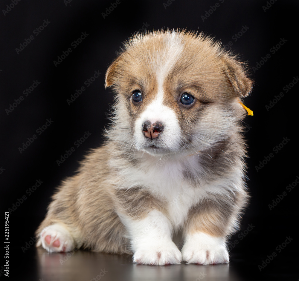 Welsh corgi puppy Dog  Isolated  on Black Background in studio