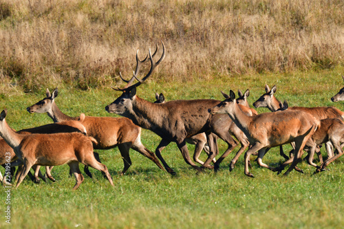 Fototapeta Naklejka Na Ścianę i Meble -  Herd of deer with antlers and buckskin running in rut season 