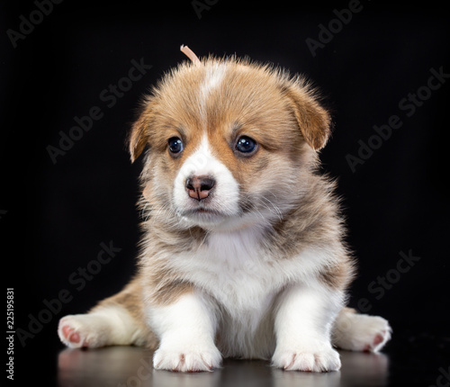 Welsh corgi puppy Dog  Isolated  on Black Background in studio