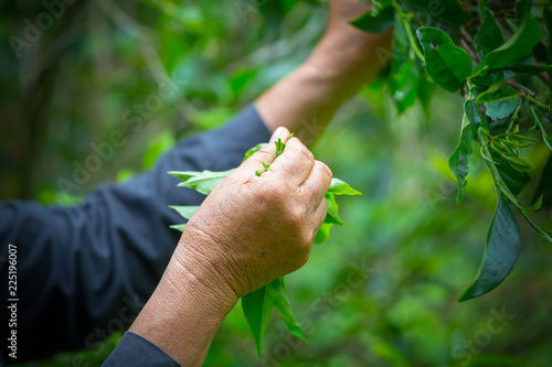 woman hand holding green tea leaf