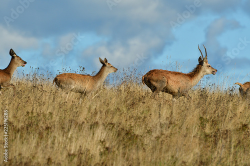 Herd of deer with antlers and buckskin running in rut season 