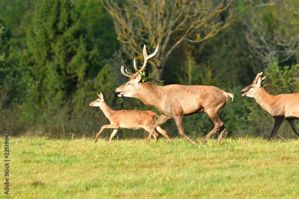 Herd of deer with antlers and buckskin running in rut season 