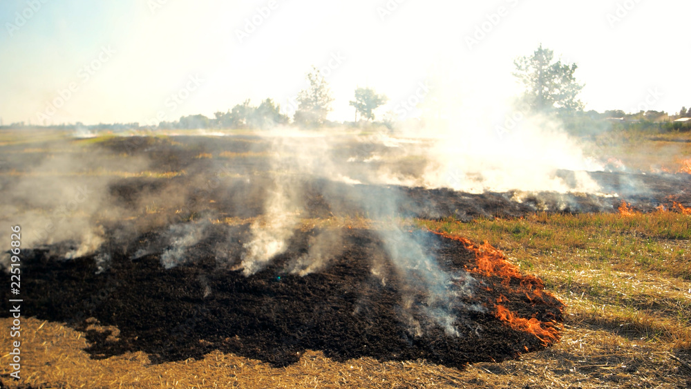 Naklejka premium Forest field fire and heavy smoke. Flame spreading all over the field, nature enviroment danger.