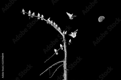 colombes paix oiseau blanc branche symbole liberté arbre tronc lune noir et blanc silhouette vol voler photo