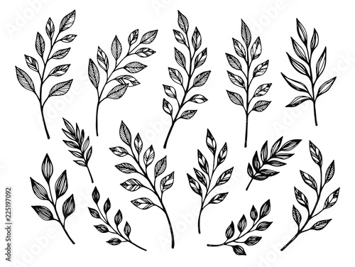 Hand drawn leaves. Botanical vector illustrations