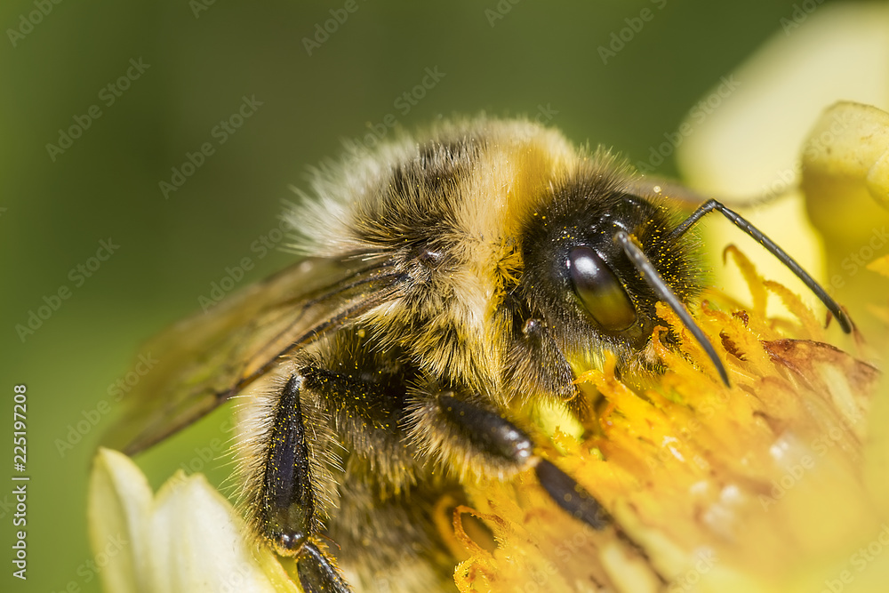 bumblebee 24 bumblebee 24